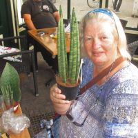 2017-08-25 Mijn Sansevieria en ik 05 2017-08-25 Mijn Sansevieria en ik 05